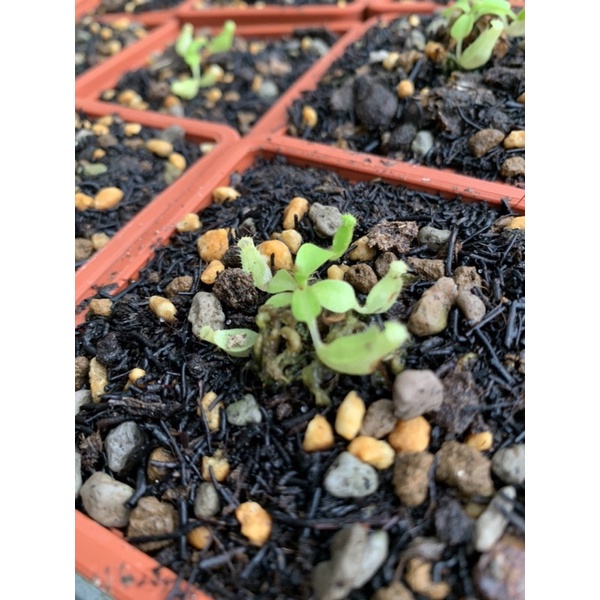Kantong Semar / Nepenthes clipeata ultra rare seedgrown