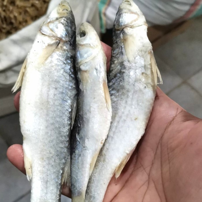 

New Ikan Asin Belanak 250gr / 500gr - Ikan Asin Padet Enak Gurih - 250 gram