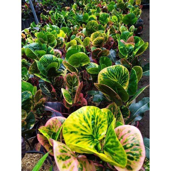 puring apel merah bussarin super unggul