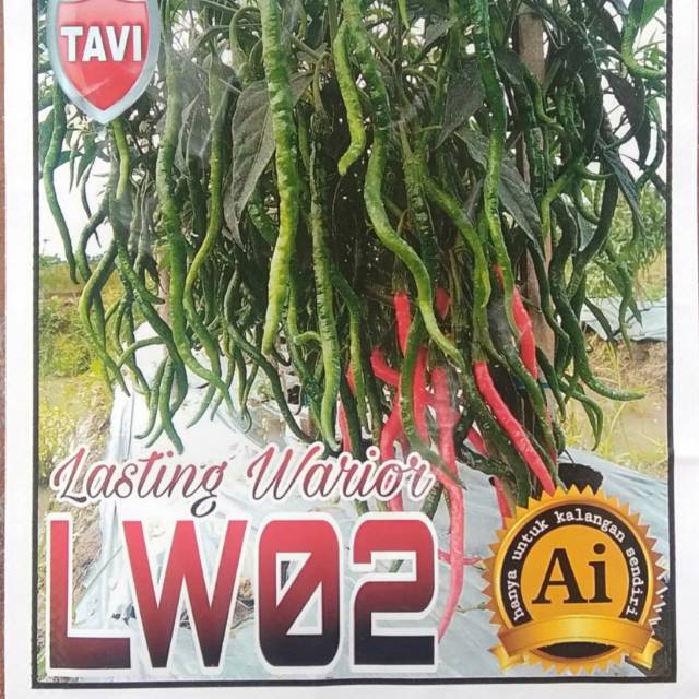 Benih Cabe inbred Tangguh LW 02 (bisa COD)