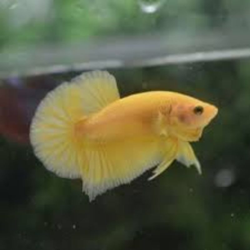 Ikan Cupang Murah Plakat Yellow Banana Solid Real Pict