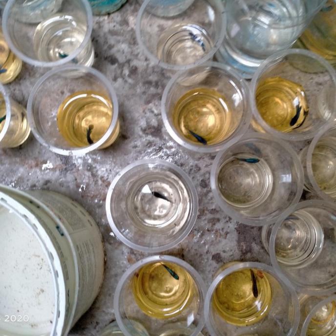 Ready Pakan Ikan Cupang Anakan Avatar