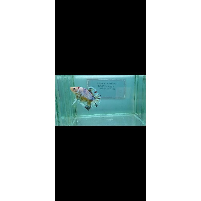 

ikan cupang yellow candy