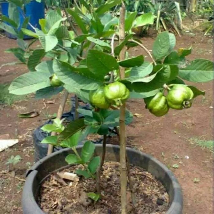 Bibit jambu kristal sudah berbuah