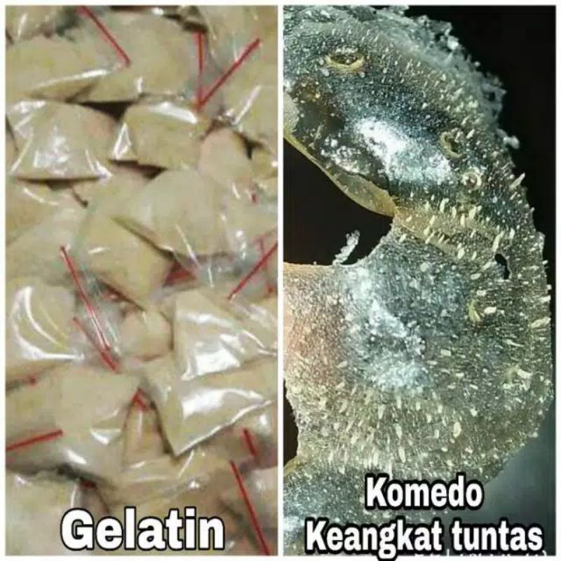 MASKER GELATIN 10gram pot ANGKAT KOMEDO TUNTAS HALAL MUI