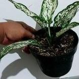 PROMOSI  7.7 (BEST SELLER) AGLONEMA SIAM PARAGON SNOW WHITE AKAR SEHAT MURAH BERKUALITAS / AGLONEMA 