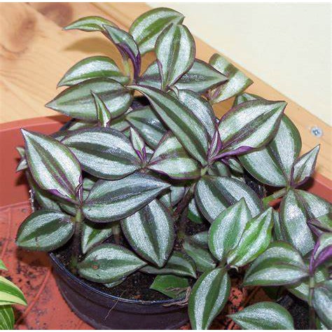 Gewor Silver / Tradescantia