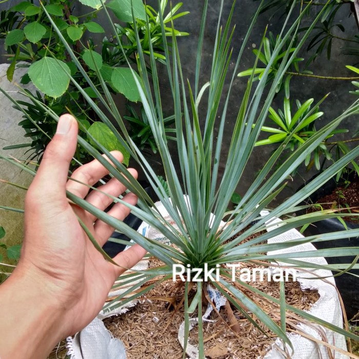 Bibit palm yucca rostrata | aneka palem