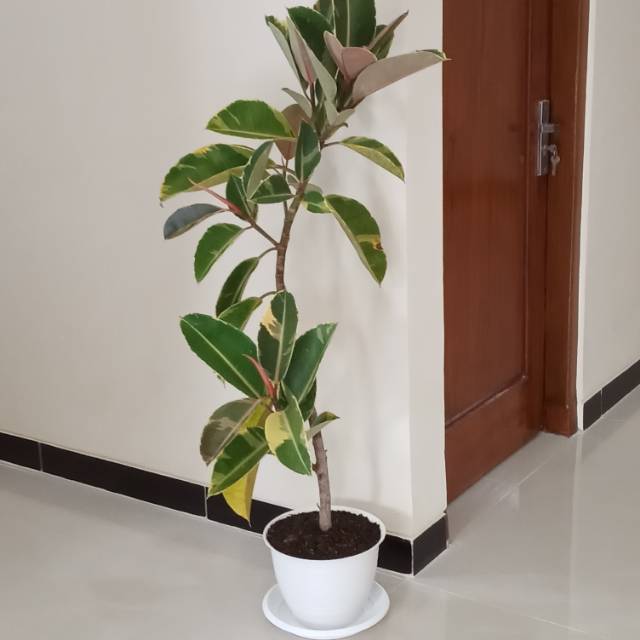 

Ketapang Kebo