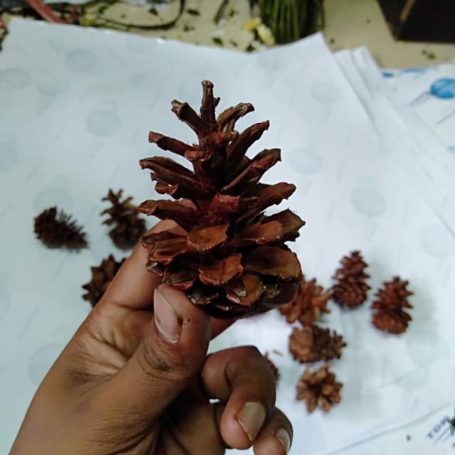 

Buah Pinus kering