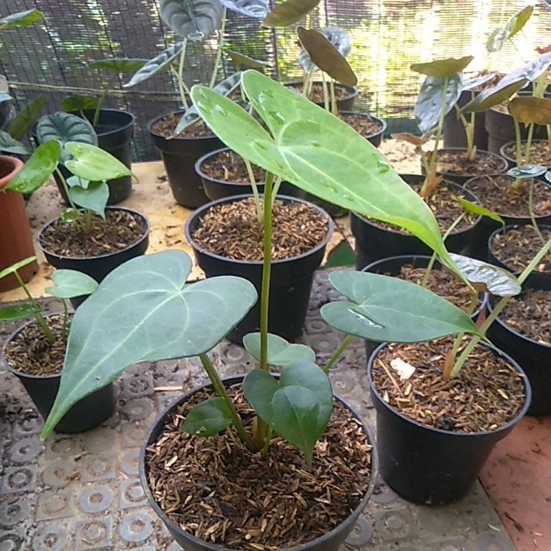 Anthurium kuping gajah Clarinervium X pterodactyl remaja