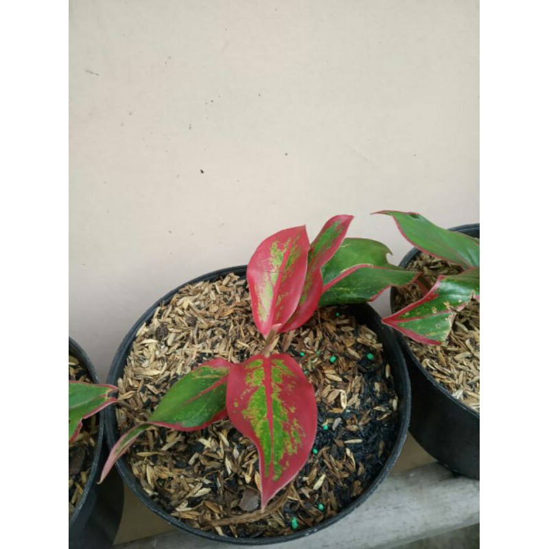 aglaonema lipstik