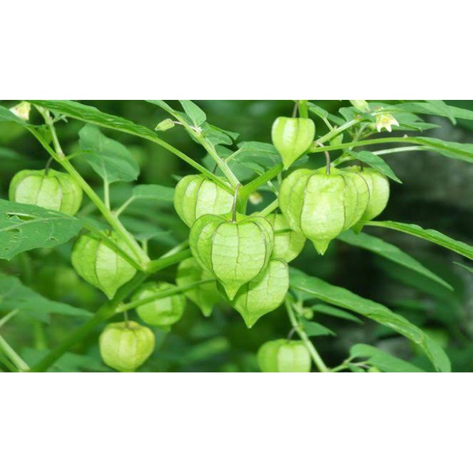 Daun Cipukan/Cecenet