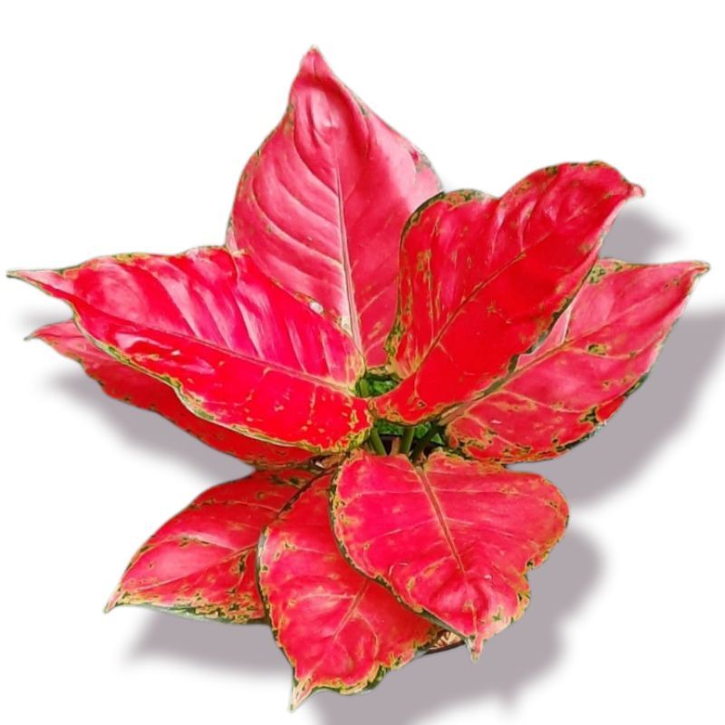 Aglonema Red Anjamani Termurah ( Tanaman Hias Aglonema Red Anjamani Murah ) BISA COD✅