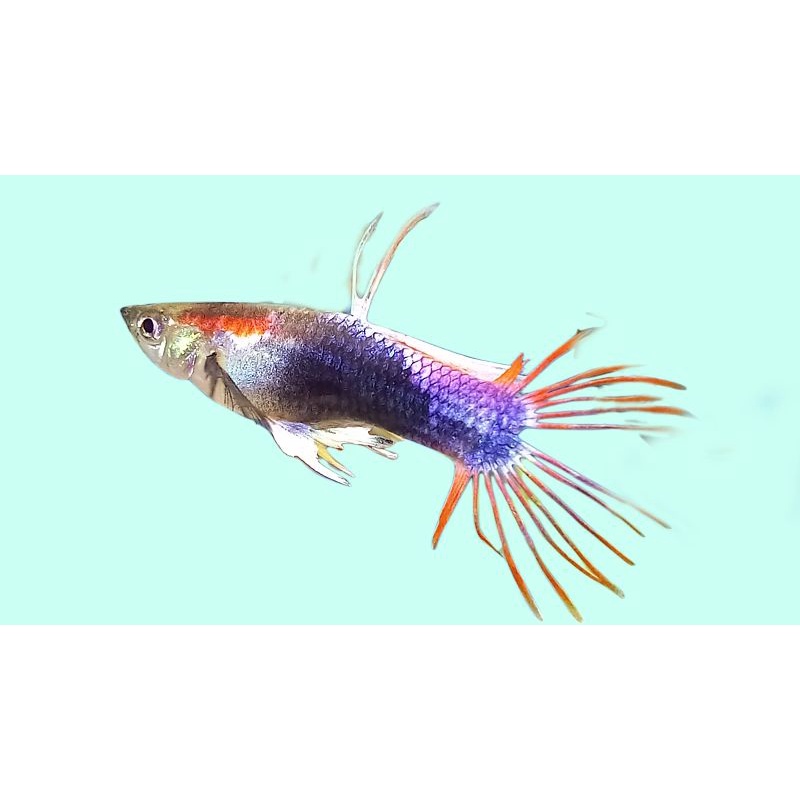guppy crown tail hb red