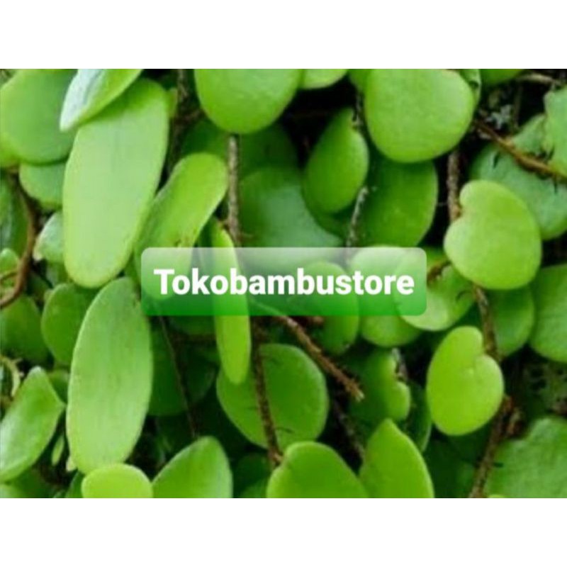 

Daun sisik naga segar 1 kg / tanaman sisik naga-az