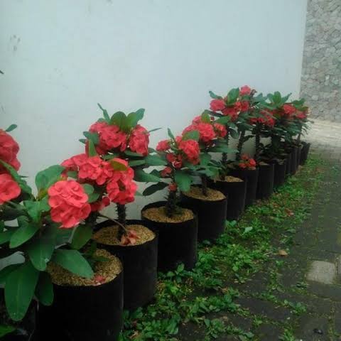 tanaman hias euphorbia merah/euphorbia milii