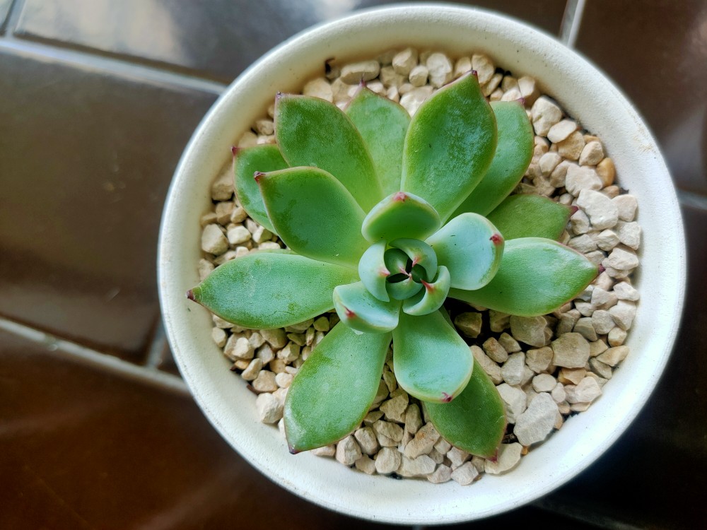 Sukulen Dan Kaktus Mini (echeveria ‘tippy’)