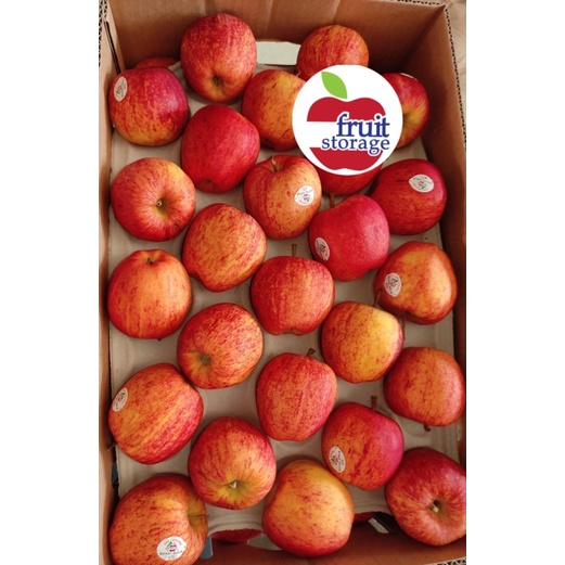 

Apel Royal Gala Import Buah apel impor 1kg