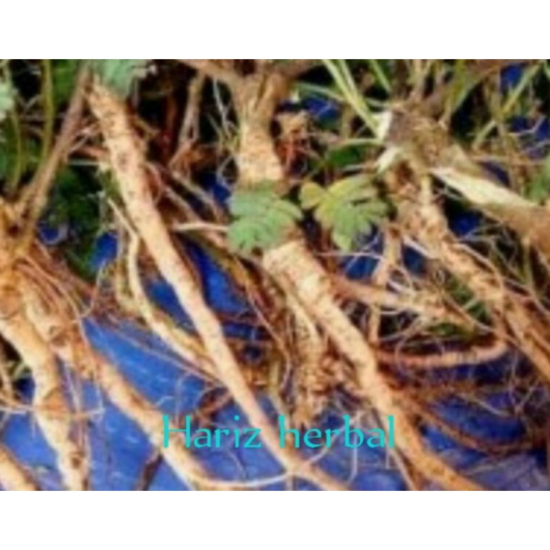 

herbal akar putri malu segar - 100g