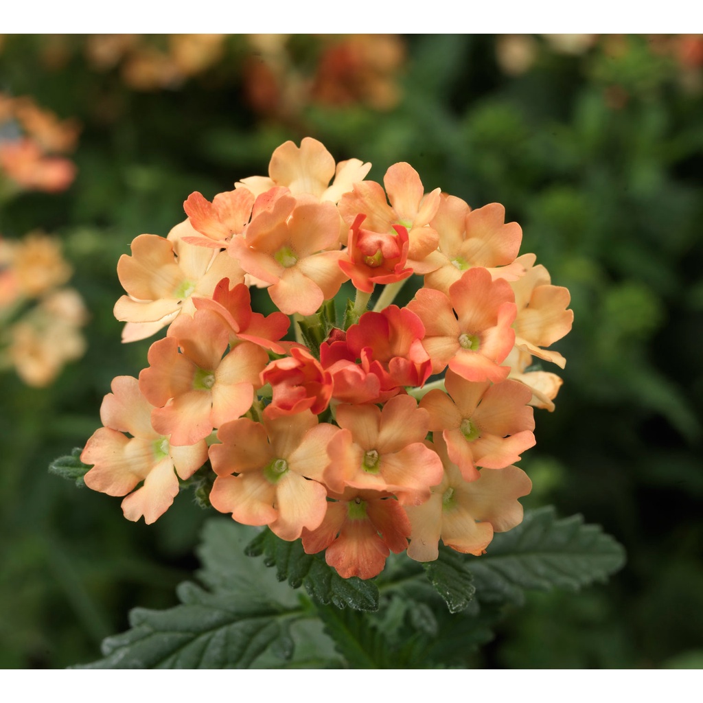 Benih Bibit Biji - Bunga Verbena Hybrida Apricot Flower Seeds - IMPORT