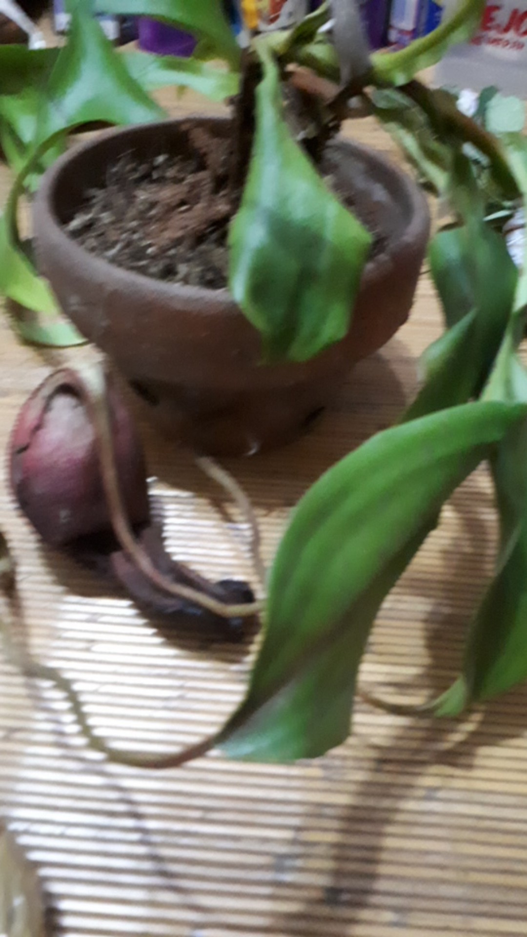 Readyy Kantong Semar