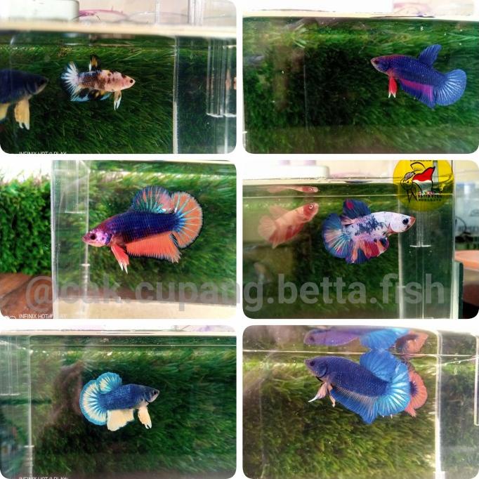 Paket grosir Partaian cupang