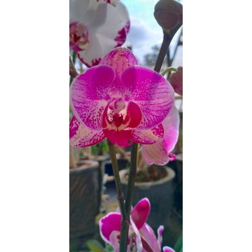 angbul medium /mini berbunga