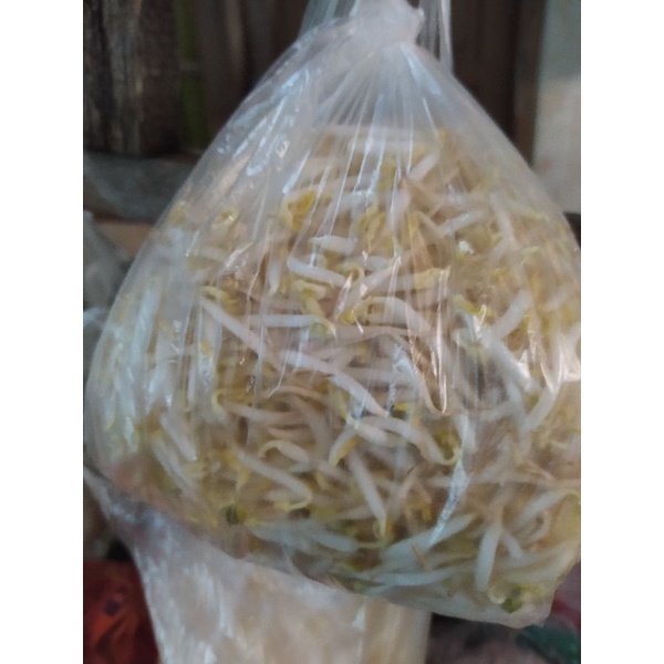 

Toge Sayur Segala Masakan Bersih Segar 500g