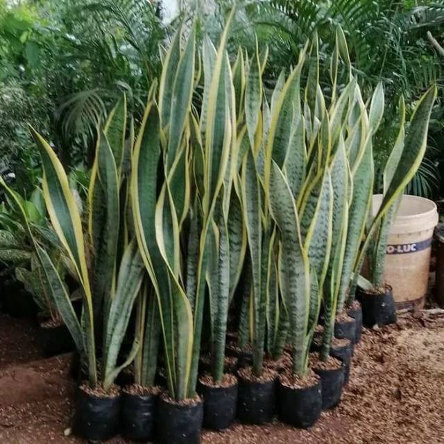 Tanaman hias lidah mertua tinggi 1 meter - sansivera