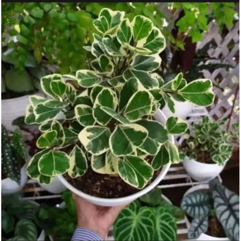 tanaman hias beringin kupu kupu varigata - beringin kupu kupu varigata murah