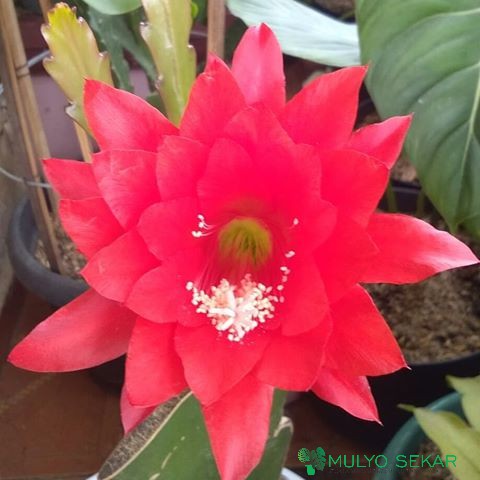 tanaman hias wijaya kusuma - bibit dewasa - Bibit bunga besar Epiphyllum (berakar)