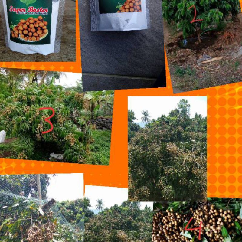 UK BOOSTER KELENGKENG / pupuk perangsang buah kelengkeng /