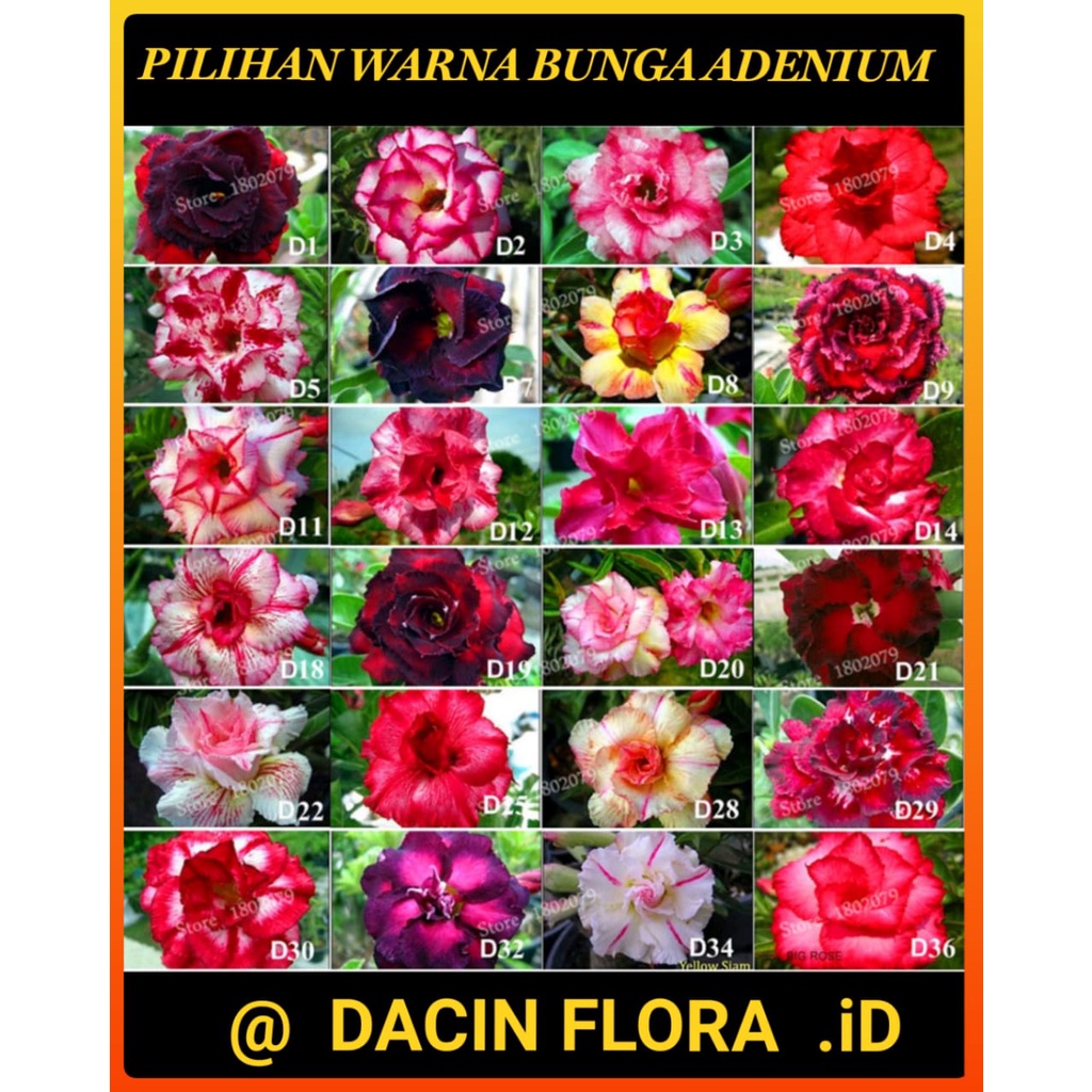 ADENIUM PILIHAN WARNA BUNGA TUMPUK (Original)