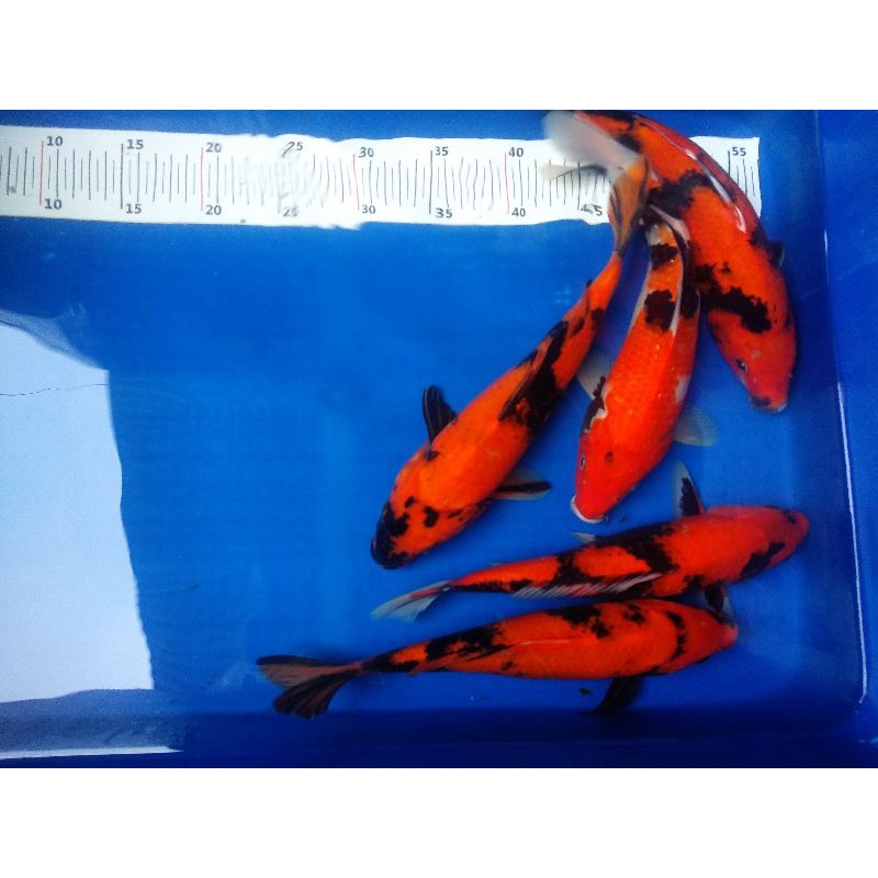 Ikan Koi Hi Utsuri & Hi Showa Sumi Strong