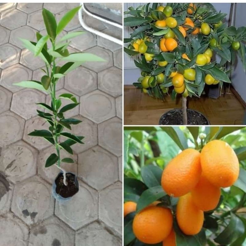Bibit Buah Jeruk Nagami Bibit Jeruk Nagami Tanaman Bibit Jeruk Nagami Okulasi Tambulapot