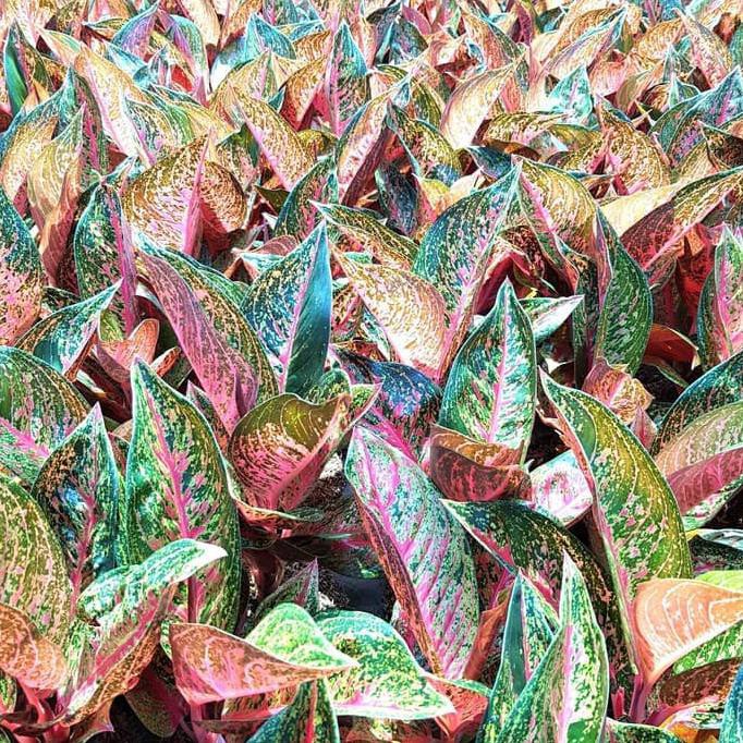 Tanaman Aglonema Tiara⠀⠀⠀⠀⠀⠀