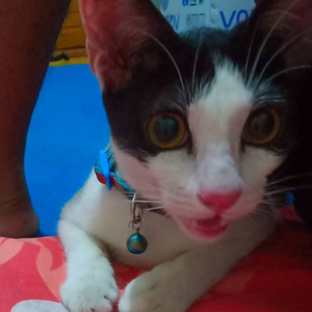 kinanti217