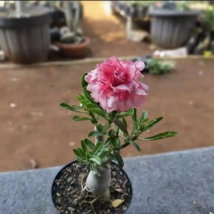 Tanaman Adenium tumpuk - Kamboja Jepang - indoor