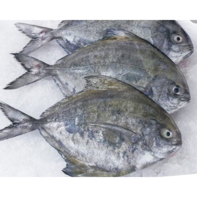

Ikan Bawal Hitam Per Kg