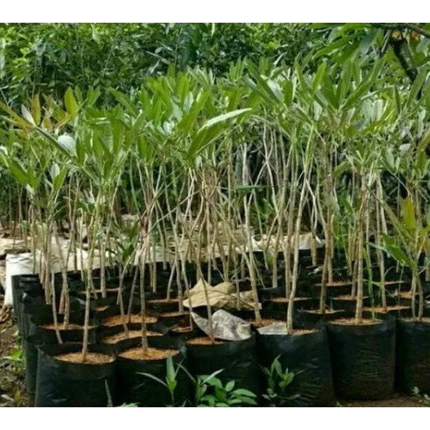 Sab@Ng Tanaman Hias Tabebuya- Pohon Tabebuya-Tanaman Hias-Tabebuya-Bibit Tanaman-Bunga Sakura-Bunga