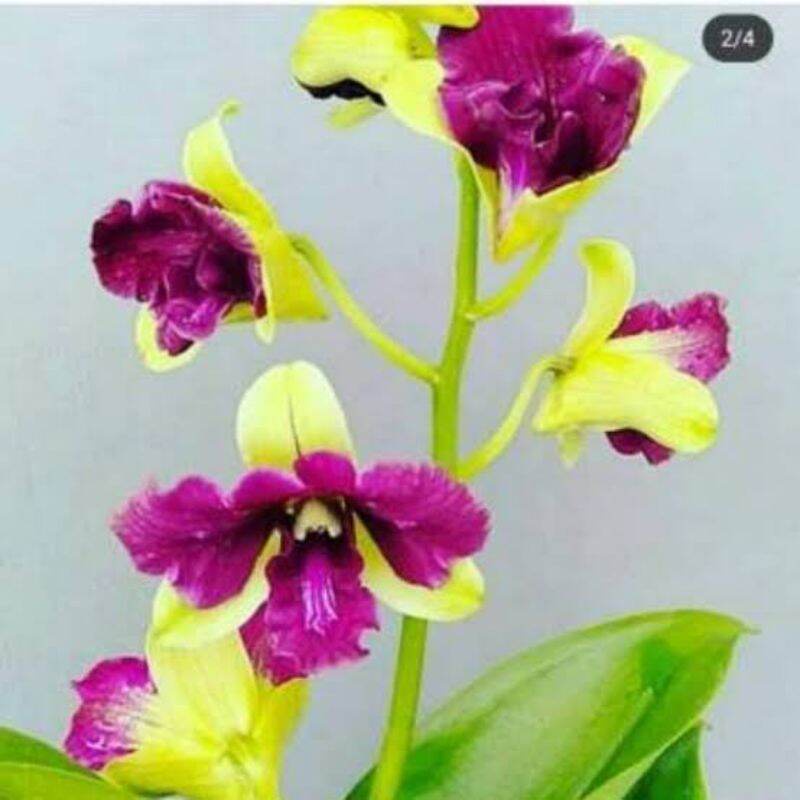 tanan hias anggrek dendrobium dewasa bunga kuning