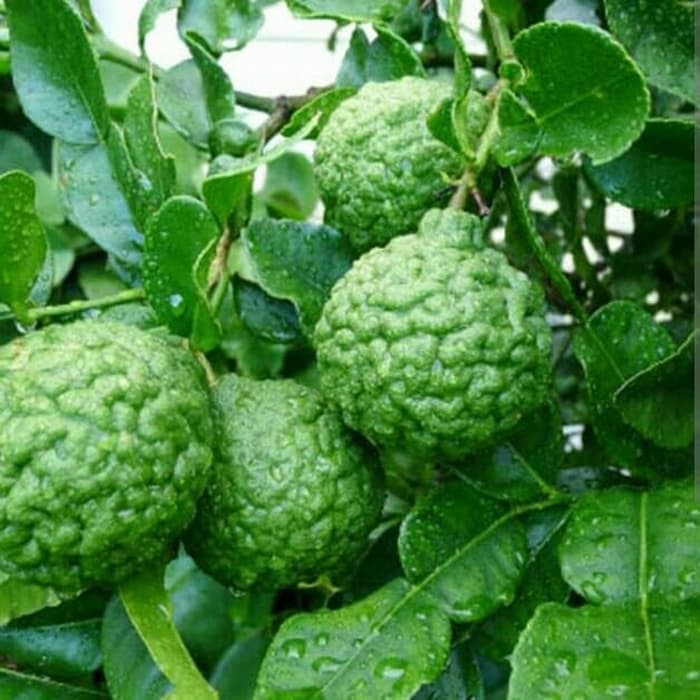 JERUK PURUT SUDAH BERBUAH