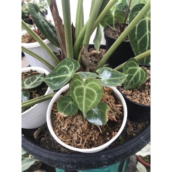 Bibit kuping gajah tarantula ( anthurium clarinervium )