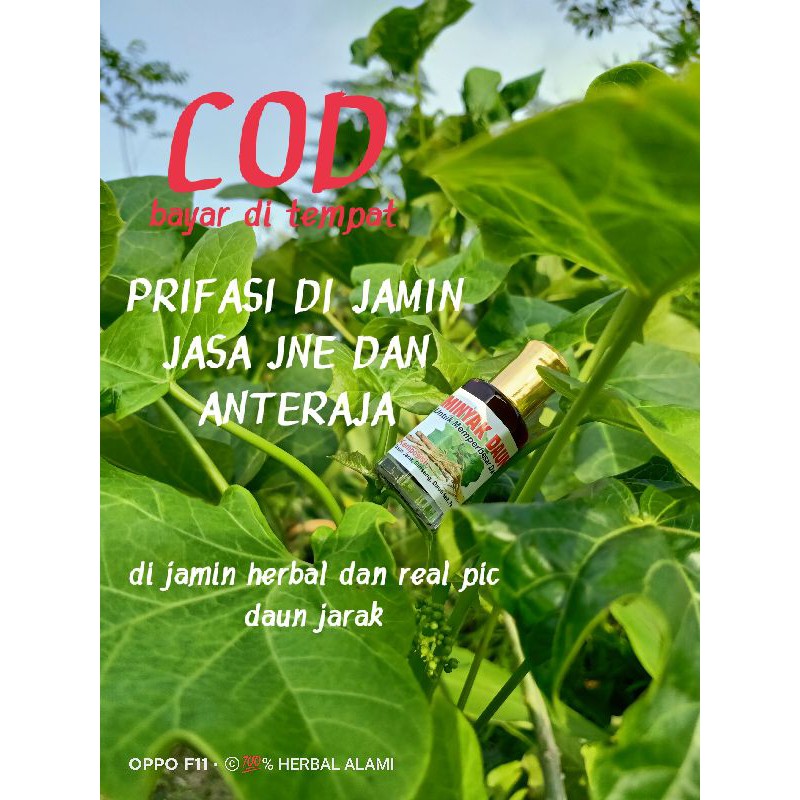 MINYAK PEMBESAR PENIS-OBAT PEMBESAR KELAMIN PRIA MINYAK DAUN JARAK DAN GAMBIR SERAWAK