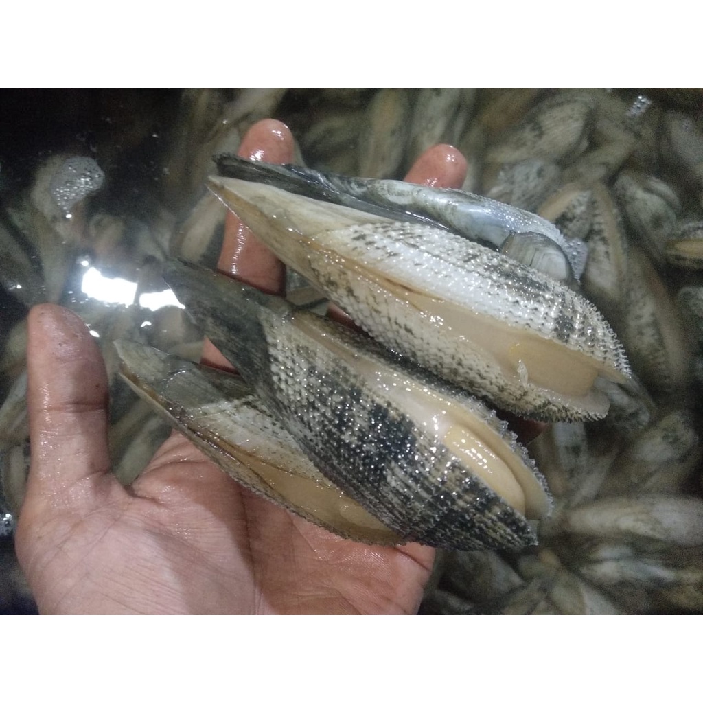 

Kerang Salju Hidup Kerang Salju Segar 1Kg Seafood Hasil Laut Segar