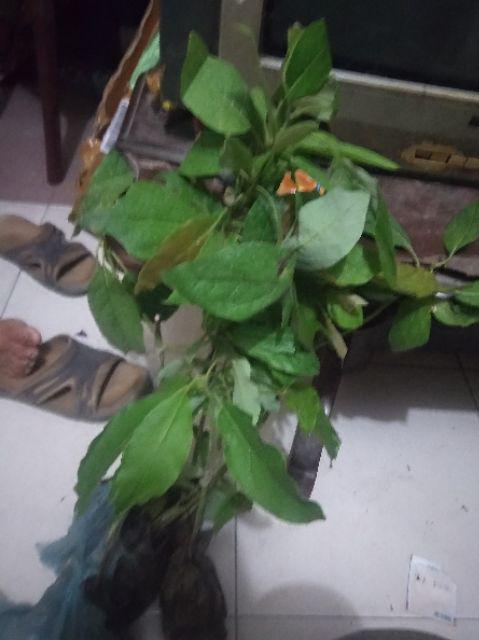 Termurah/ Paling Murah Pakettt 3batang Bibit Tanaman Buah Alpukat Lam Hass