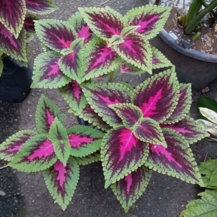 NEW Bunga Hias Jenis Miana / Tanaman Hias Miana Hiasan Taman / Tanaman Hidup Miana Murah