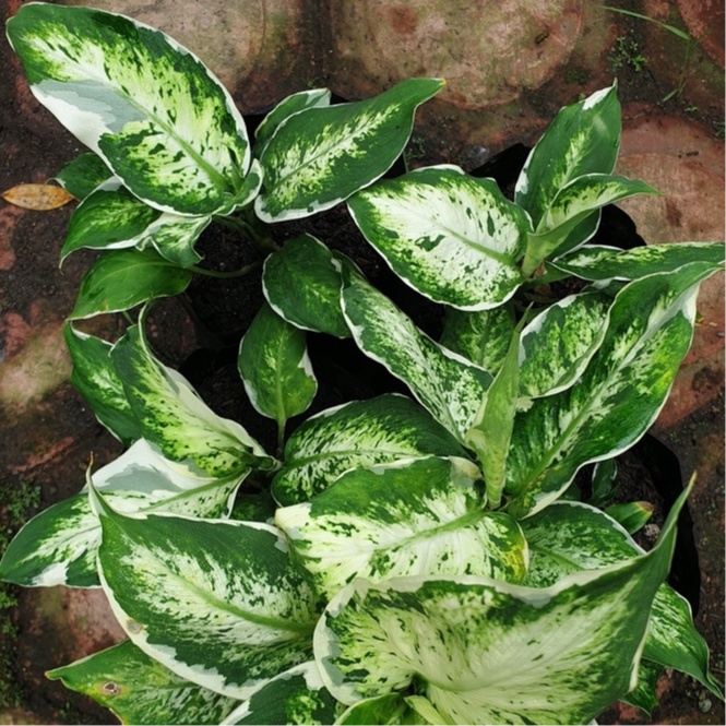 Diven Lukisan Cinta / diven tissue / aglonema tisu