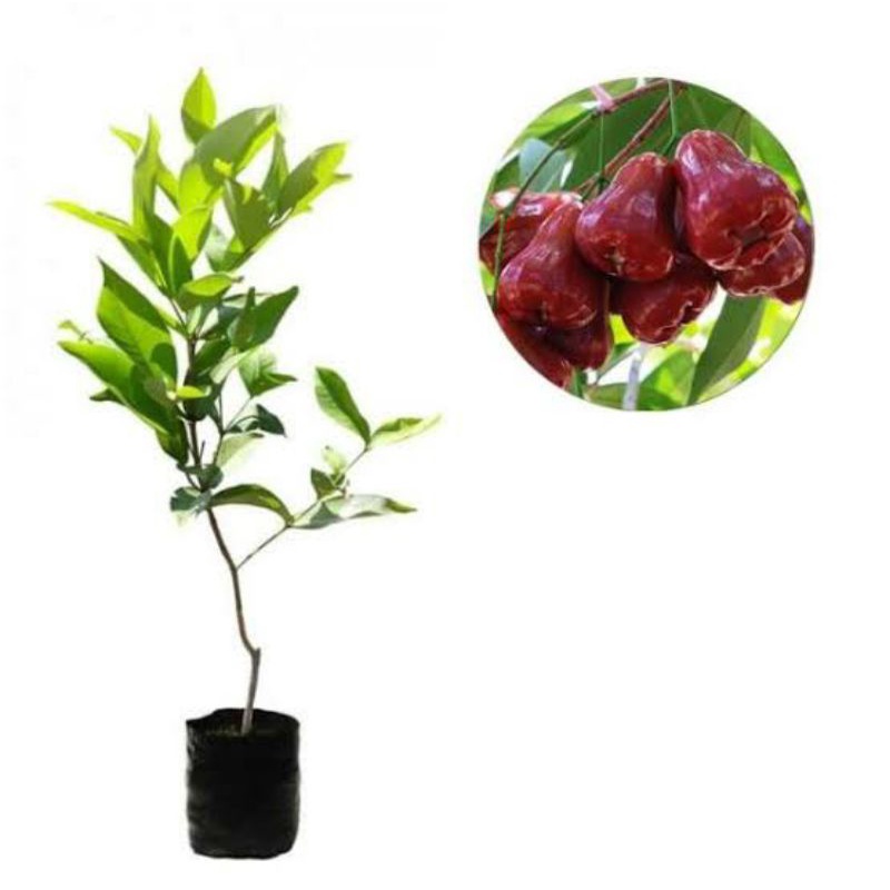 Bibit Buah Jambu Air Citra